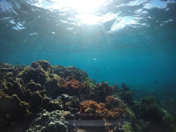 lord howe island snorkelling